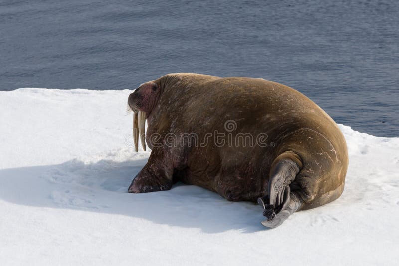 Walrus lying on the pack ice north of Spitsbergen Island, Svalbard stock images
