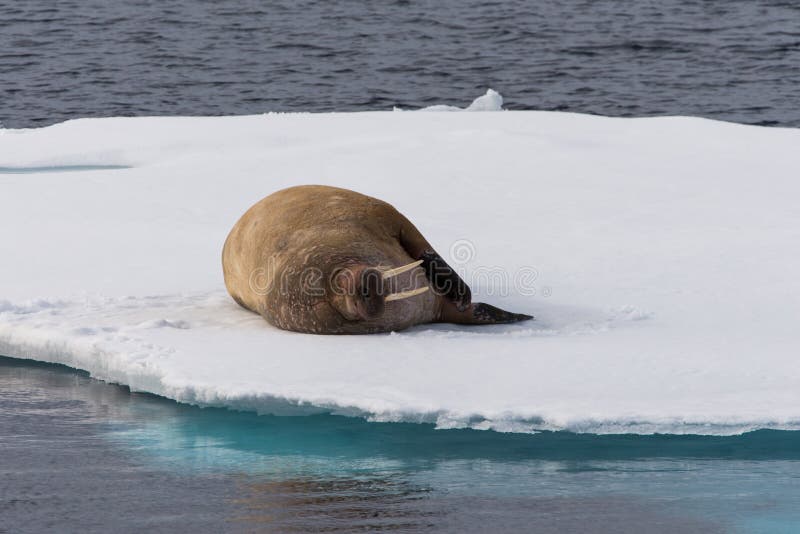 Walrus lying on the pack ice north of Spitsbergen Island, Svalbard royalty free stock image