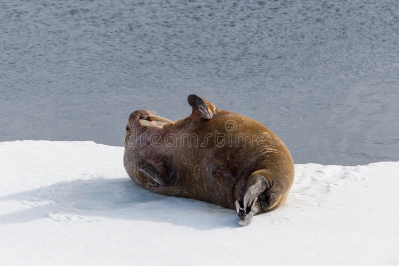 Walrus lying on the pack ice north of Spitsbergen Island, Svalbard royalty free stock images