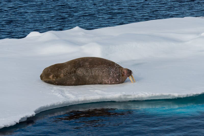 Walrus lying on the pack ice north of Spitsbergen Island, Svalbard royalty free stock images
