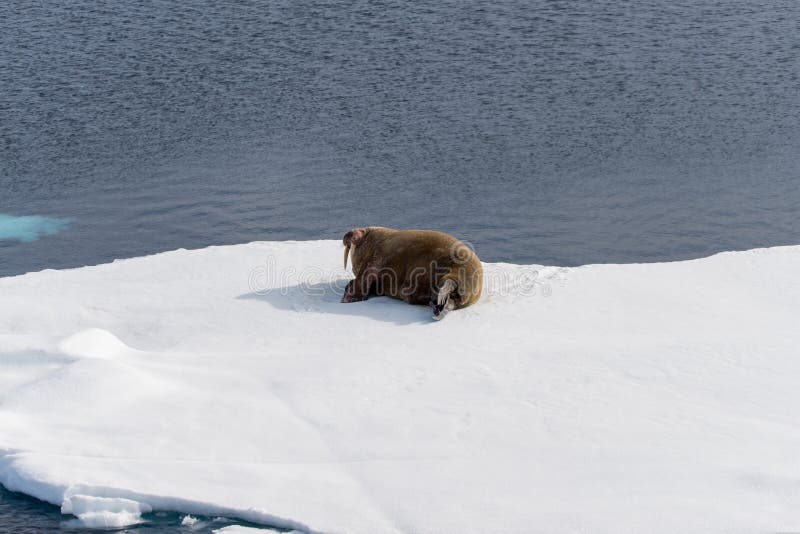 Walrus lying on the pack ice north of Spitsbergen Island, Svalbard stock photo