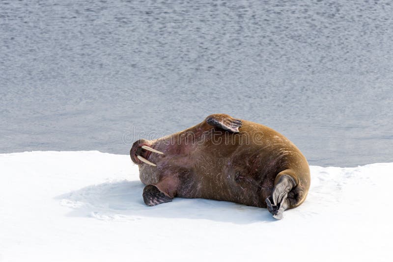 Walrus lying on the pack ice north of Spitsbergen Island, Svalbard stock image
