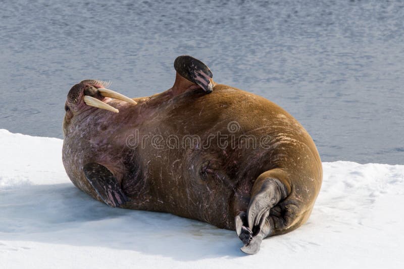 Walrus lying on the pack ice north of Spitsbergen royalty free stock photos
