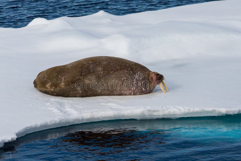 Walrus lying on the pack ice north of Spitsbergen royalty free stock photos