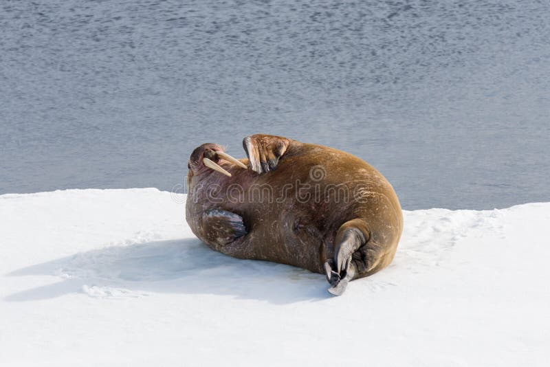 Walrus lying on the pack ice north of Spitsbergen royalty free stock photo