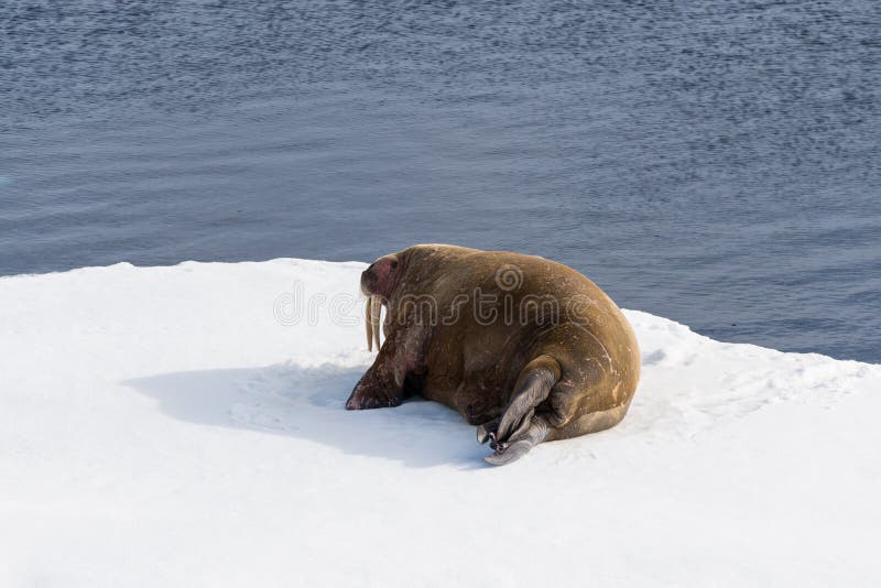 Walrus lying on the pack ice north of Spitsbergen stock photos