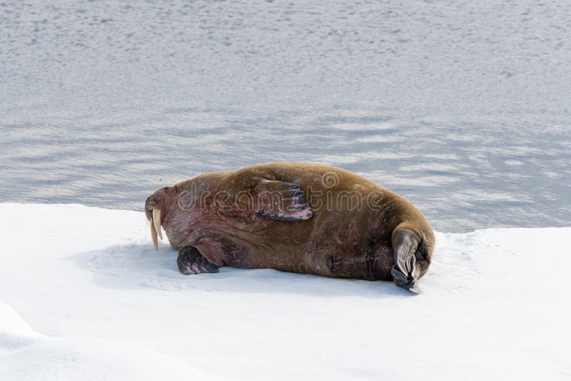 Walrus lying on the pack ice north of Spitsbergen stock photo