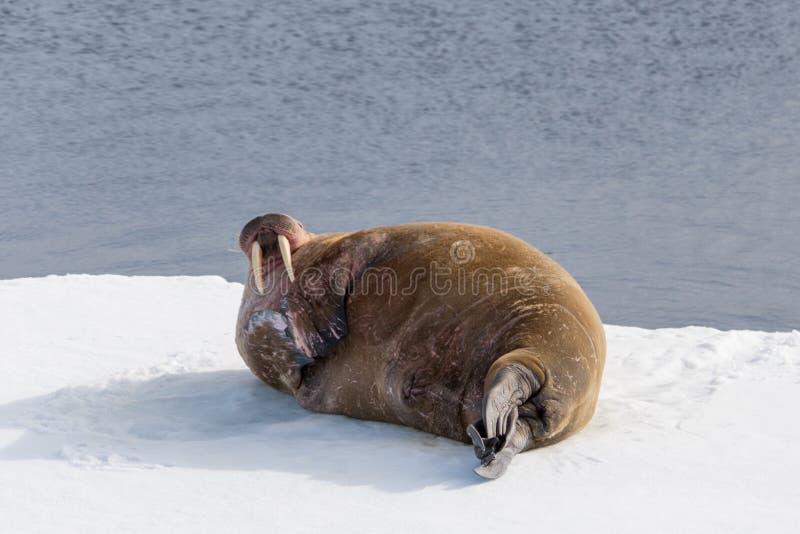 Walrus lying on the pack ice north of Spitsbergen royalty free stock photo