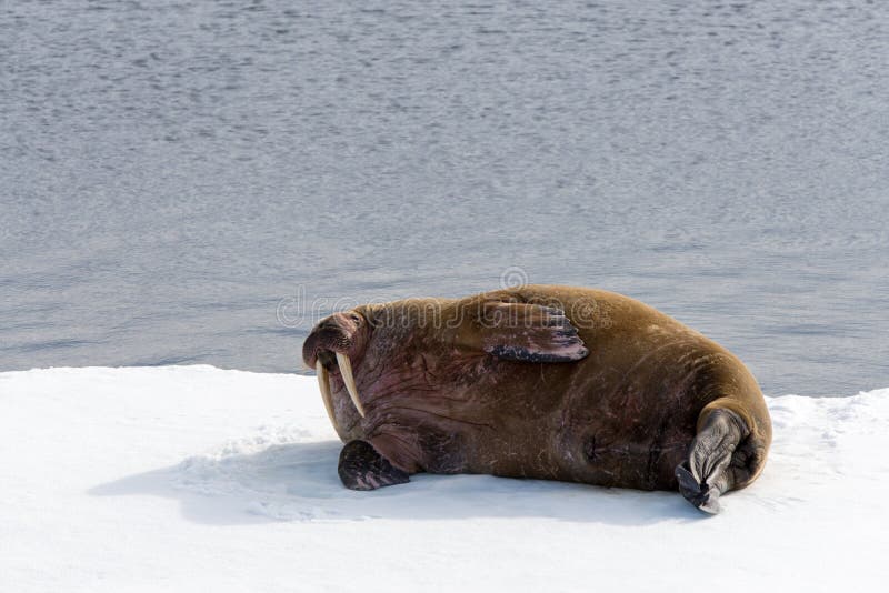 Walrus lying on the pack ice north of Spitsbergen stock photos