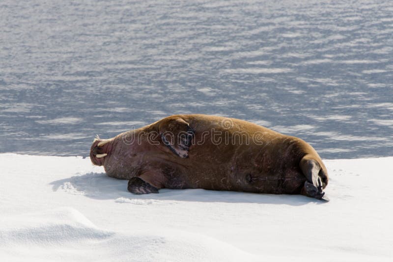 Walrus lying on the pack ice north of Spitsbergen stock image