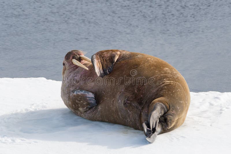 Walrus lying on the pack ice north of Spitsbergen stock image