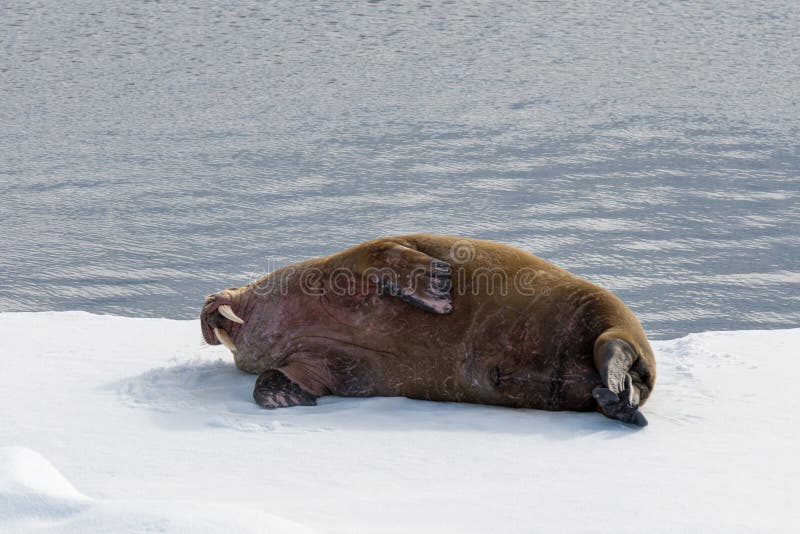 Walrus lying on the pack ice north of Spitsbergen royalty free stock photos