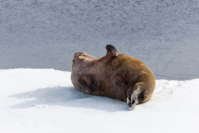Walrus lying on the pack ice north of Spitsbergen stock image