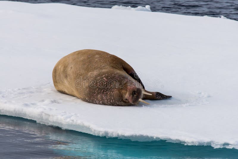 Walrus lying on the pack ice north of Spitsbergen Island, Svalbard stock photography