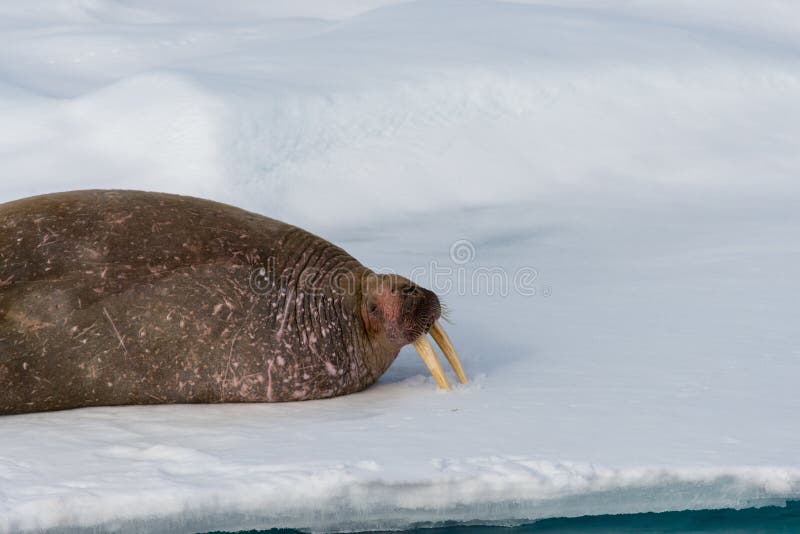 Walrus lying on the pack ice north of Spitsbergen Island royalty free stock photos