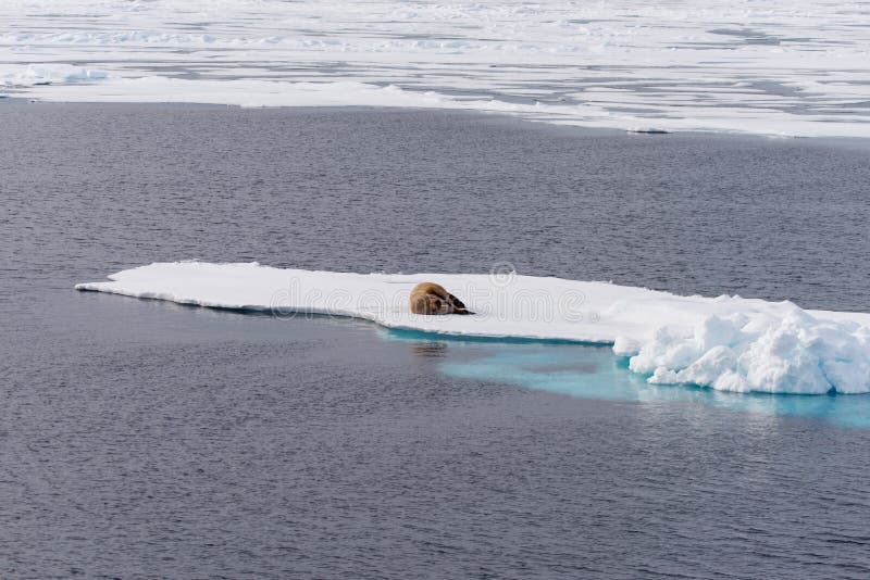 Walrus lying on the pack ice north of Spitsbergen Island stock image