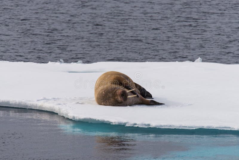 Walrus lying on the pack ice north of Spitsbergen royalty free stock photos
