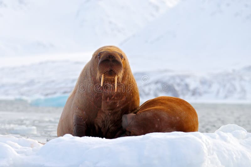 Walrus, Odobenus rosmarus, stick out from blue water on white ice with snow, Svalbard, Norway. Mother with cub. Young walrus with female. Winter Arctic landscape with big animal. Walrus, Odobenus rosmarus, stick out from blue water on white ice with snow, Svalbard, Norway. Mother with cub. Young walrus with female. Winter Arctic landscape with big animal