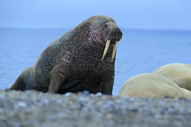 The walrus, Odobenus rosmarus, stick out from blue water on pebble beach, Svalbard, Norway