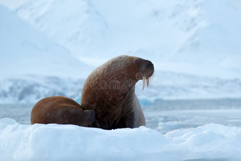Walrus, Odobenus rosmarus, stick out from blue water on white ice with snow, Svalbard, Norway. Mother with cub. Young walrus with stock images Walrus, Odobenus rosmarus, stick out from blue water on white ice with snow, Svalbard, Norway. Mother with cub. Young walrus with stock images