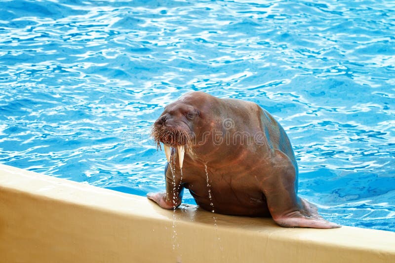Walrus at the zoo gets out of the pool. stock photography Walrus at the zoo gets out of the pool. stock photography