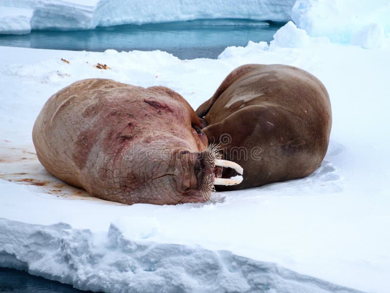 Walruses lying on a floating ice at Svalbard, Norway royalty free stock photography
