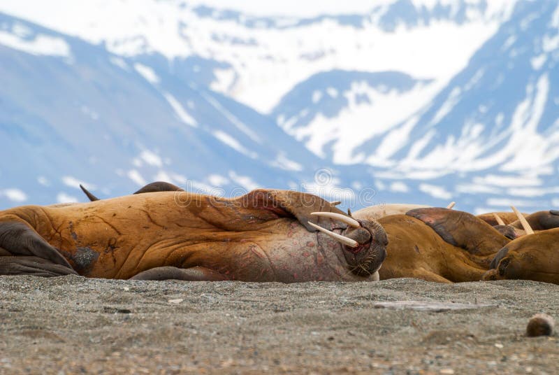 Walruses lying on the shore in Svalbard, Norway stock image