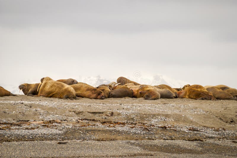 Walruses lying on the shore in Svalbard, Norway stock photography