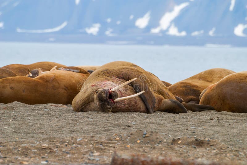 Walruses lying on the shore in Svalbard, Norway royalty free stock image