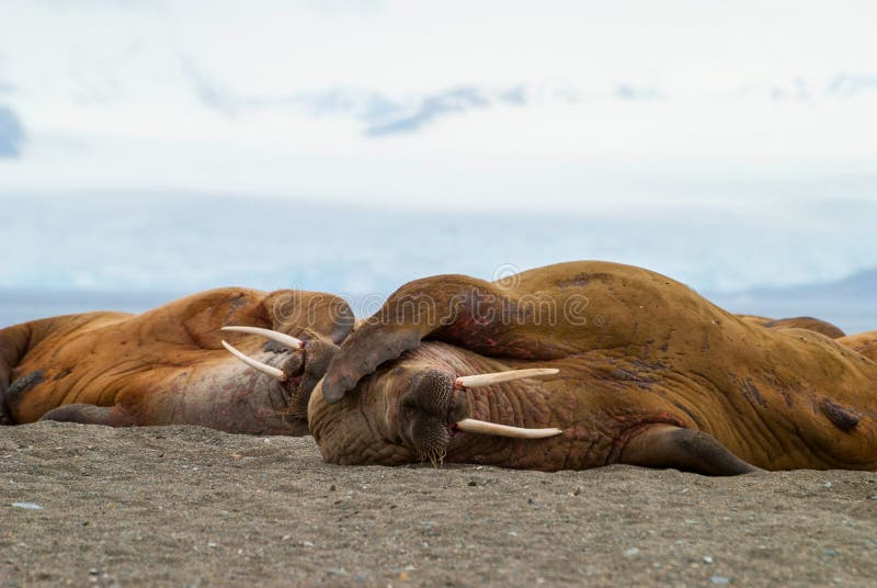 Walruses lying on the shore in Svalbard, Norway stock images