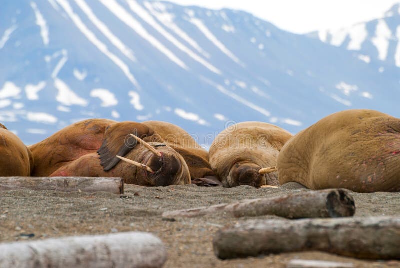 Walruses lying on the shore in Svalbard, Norway stock photo