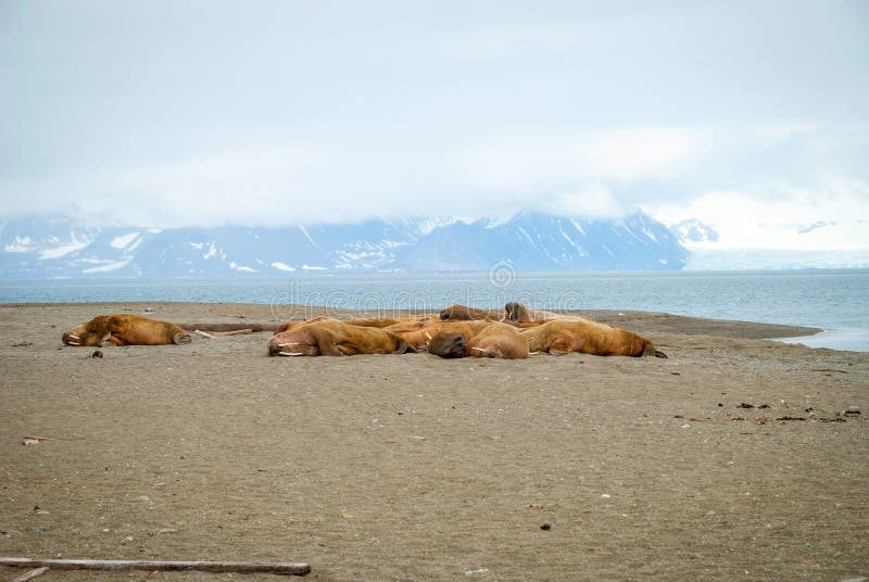 Walruses lying on the shore in Svalbard, Norway stock photography