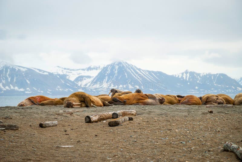 Walruses lying on the shore in Svalbard, Norway royalty free stock photography