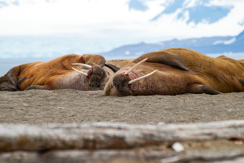 Walruses lying on the shore in Svalbard, Norway royalty free stock photo