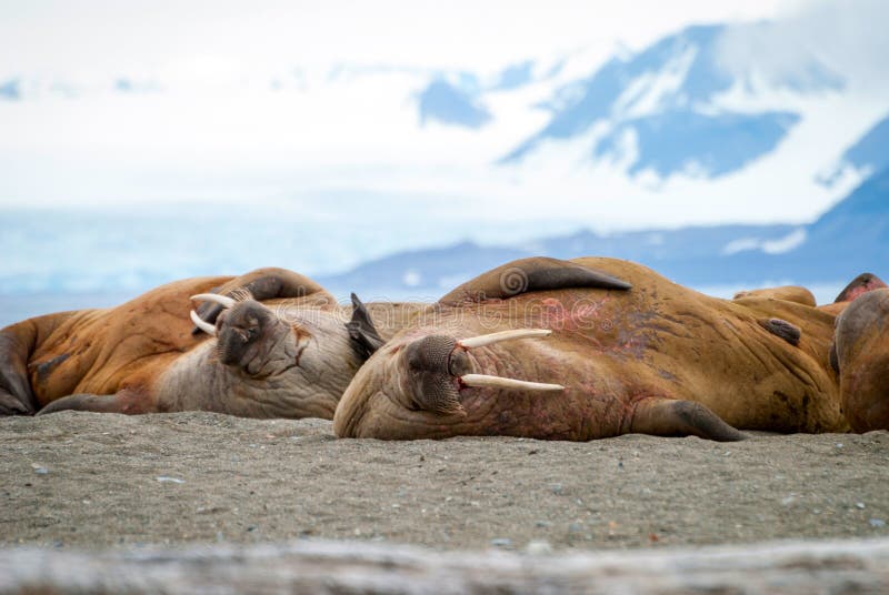 Walruses lying on the shore in Svalbard, Norway royalty free stock image