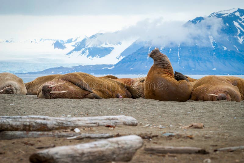 Walruses lying on the shore in Svalbard, Norway royalty free stock photos