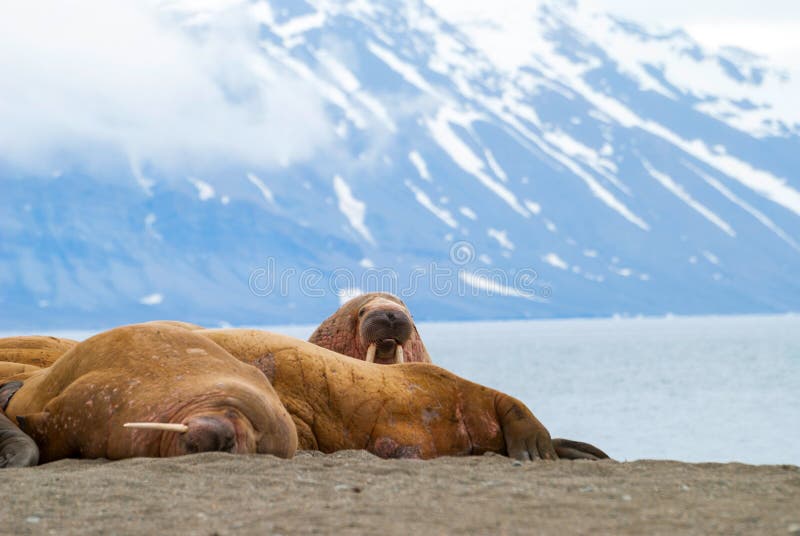 Walruses lying on the shore in Svalbard, Norway royalty free stock images