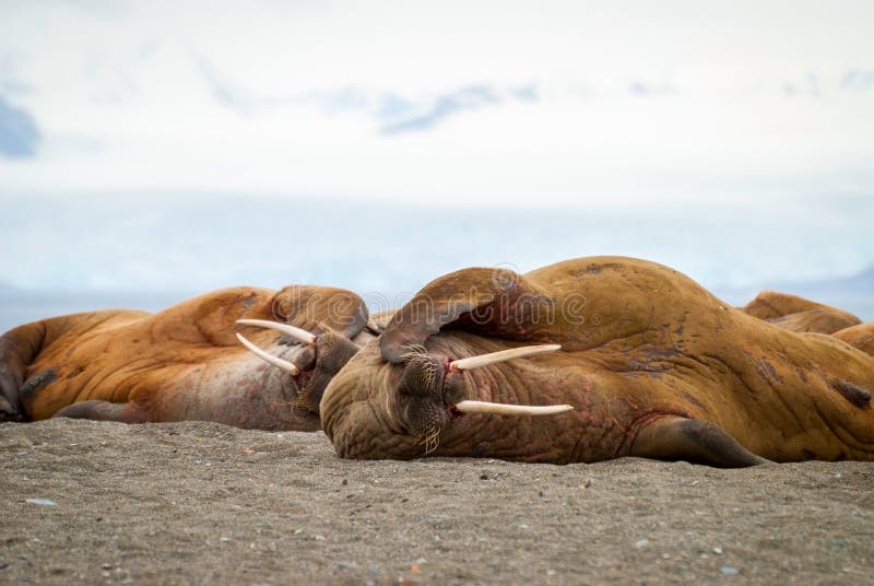 Walruses lying on the shore in Svalbard, Norway royalty free stock photos
