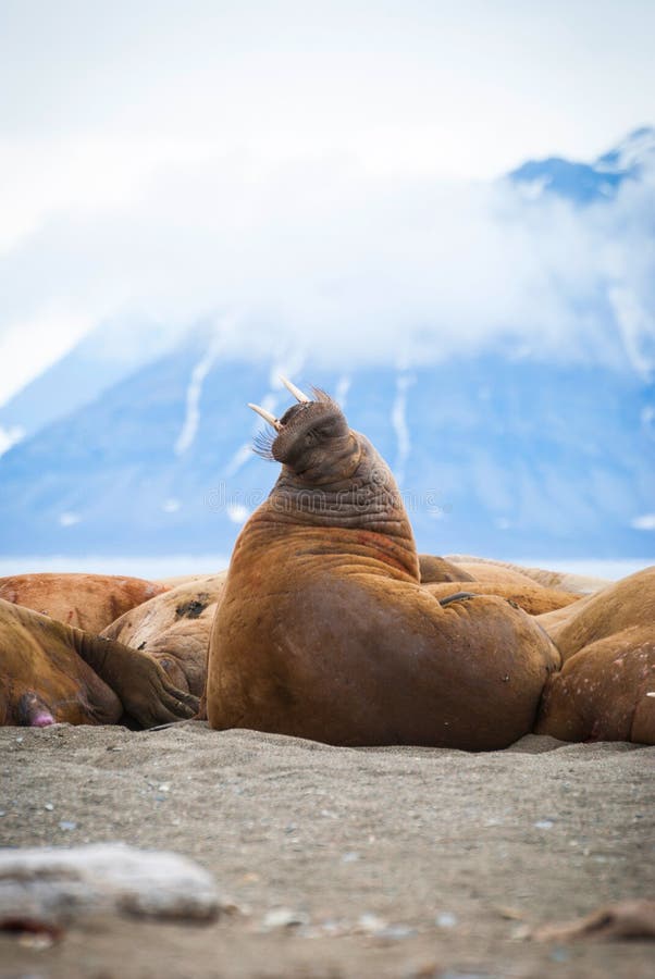 Walruses lying on the shore in Svalbard, Norway royalty free stock images