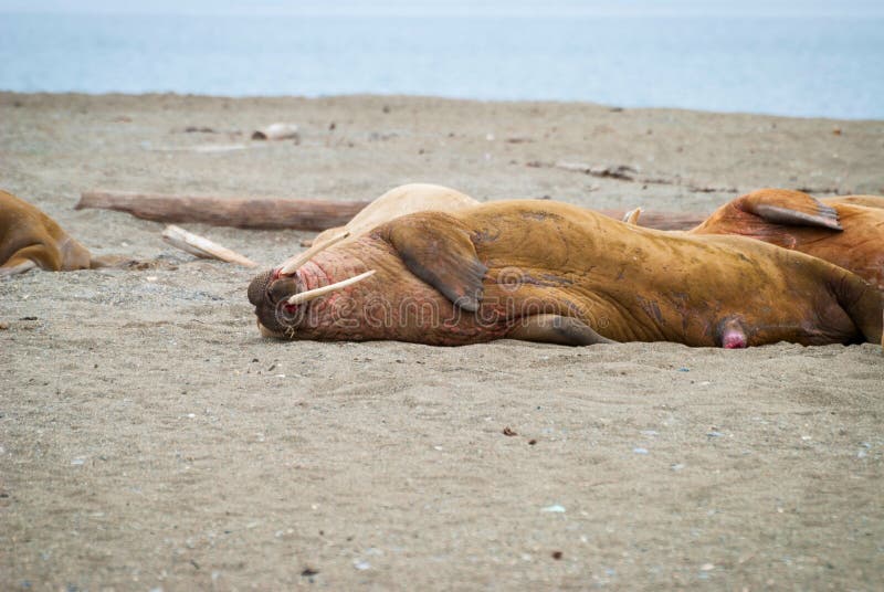 Walruses lying on the shore in Svalbard, Norway royalty free stock image
