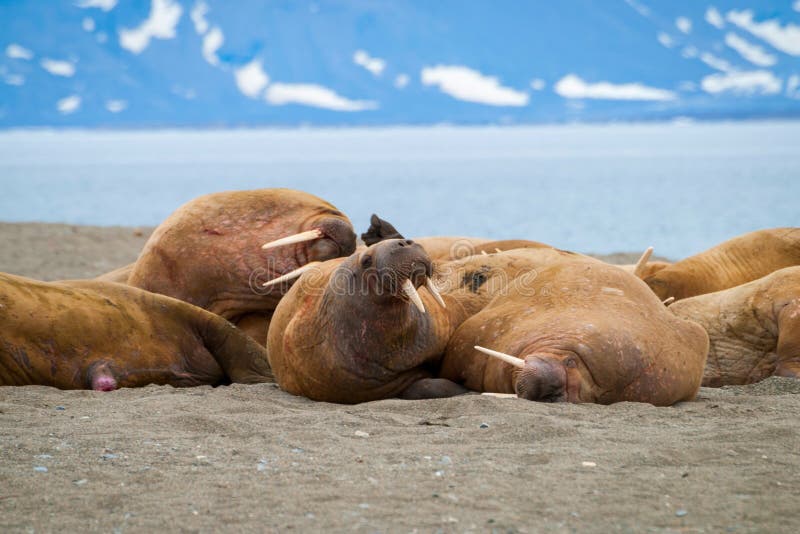Walruses lying on the shore in Svalbard, Norway royalty free stock images