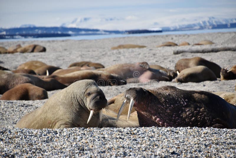 Several walruses lying on the shore in Svalbard, Norway. Mountains and glaciers with ice can be seen in the background.