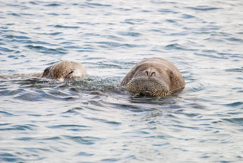 Walruses swimming in the sea stock photo