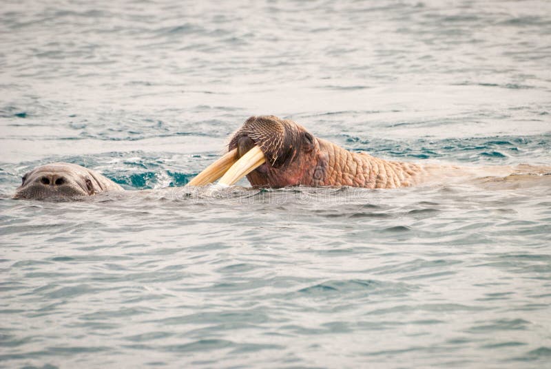 Walruses swimming in the sea royalty free stock photography