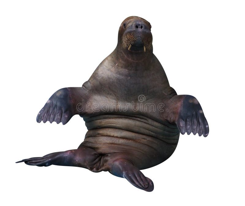 Walrus stock foto's