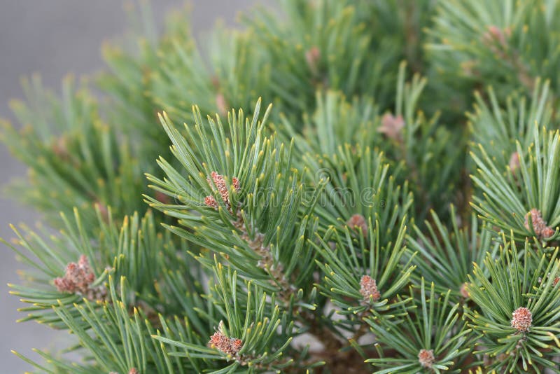 Pinus red dots on Why Do