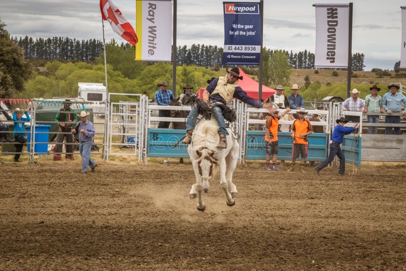 Cowboy participates in in an open saddle bronc horse riding competition at the annual 54th Wanaka Rodeo. Cowboy participates in in an open saddle bronc horse riding competition at the annual 54th Wanaka Rodeo