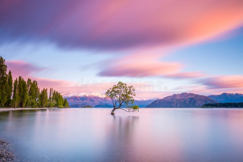 &x22;That Wanaka Tree&x22; at sunrise | Wanaka, New Zealand