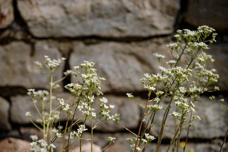 Wand des Steins gestickt mit einer Anlage mit kleinem Hintergrund der weißen Blumen stockbild Wand des Steins gestickt mit einer Anlage mit kleinem Hintergrund der weißen Blumen stockbild