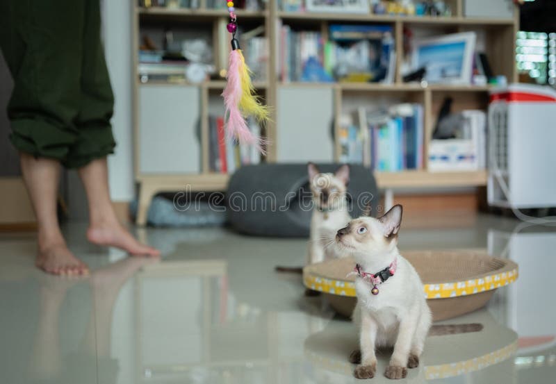 pet-owner-using-a-teaser-stick-for-playing-with-curious-siamese-cats